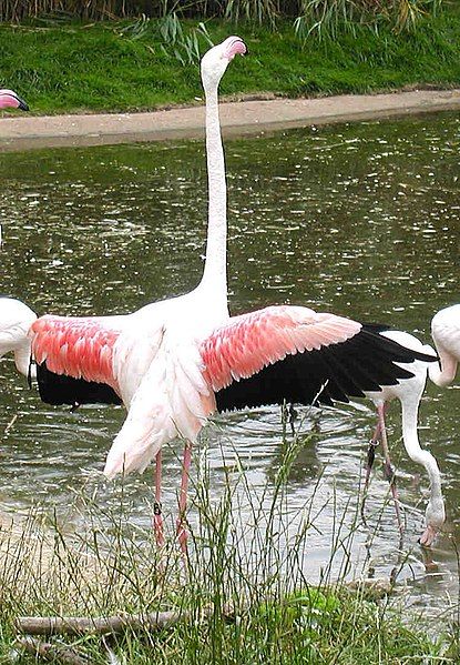 File:Flamingo.greater.flaps.750pix.jpg