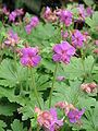 Geranium macrorrhizum close-up