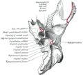 Left temporal bone, inferior surface