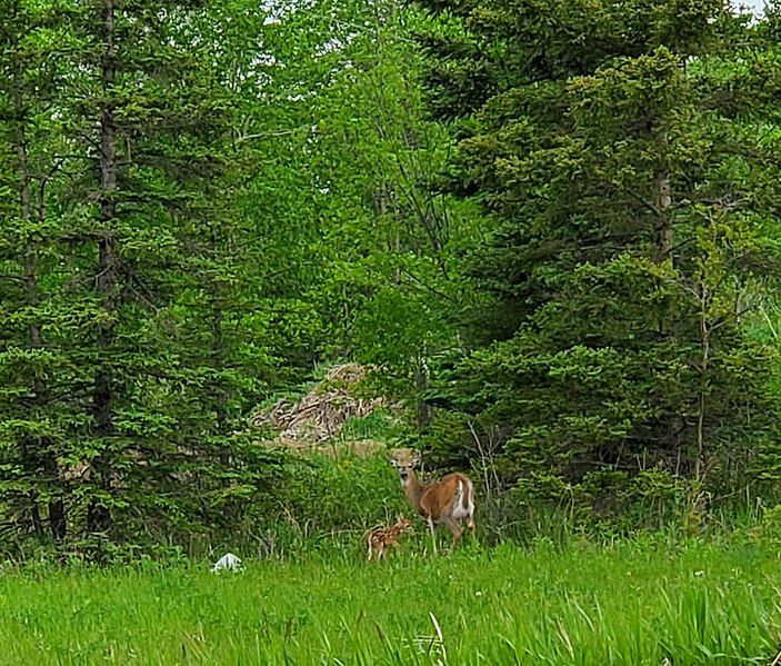 File:Greenwater Provincial Park.jpg