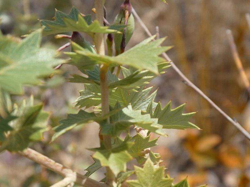 File:Grevillea pungens leaves.jpg