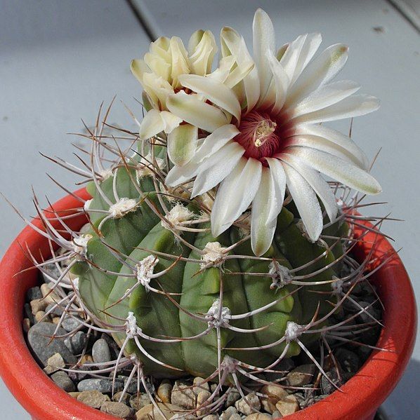 File:Gymnocalycium nigriareolatum 1000.jpg