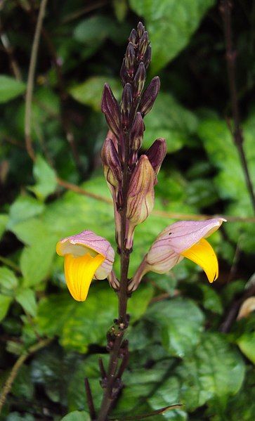 File:Gymnostachyum febrifugum 03.JPG