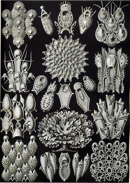 File:Haeckel Bryozoa 33.jpg