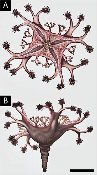 File:Haootia reconstruction 2024.jpg