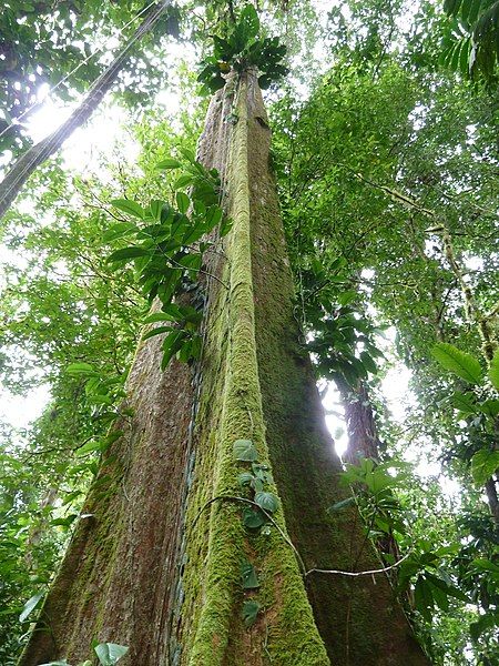 File:Huberodendron allenii.jpg