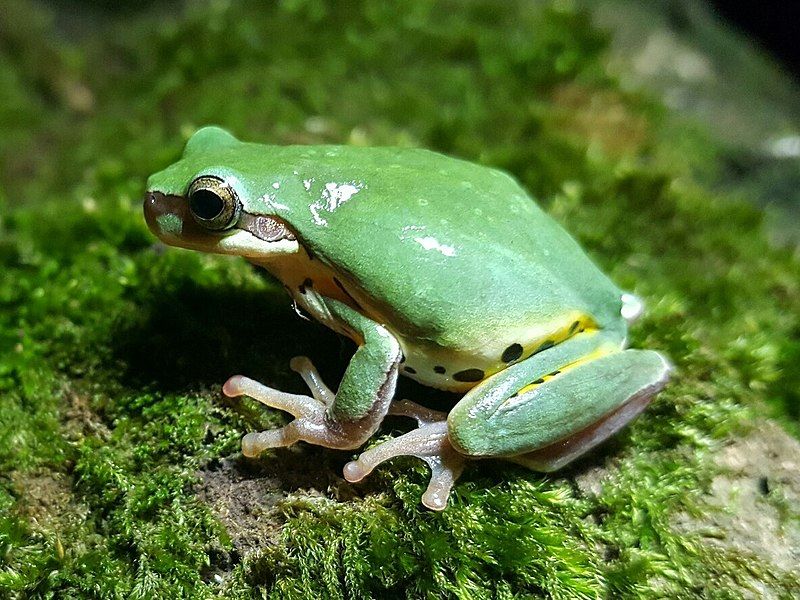 File:Hyla simplex.jpg