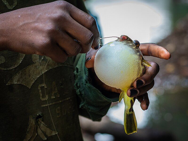 File:Inflated pufferfish.jpg