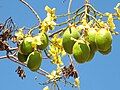 flowers & fruit Cochlospermum fraseri