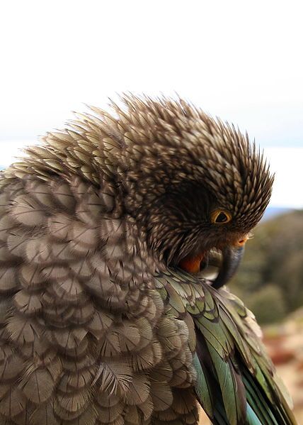 File:Kea head.jpg