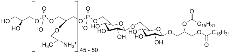 File:Lipoteichoic acid.png