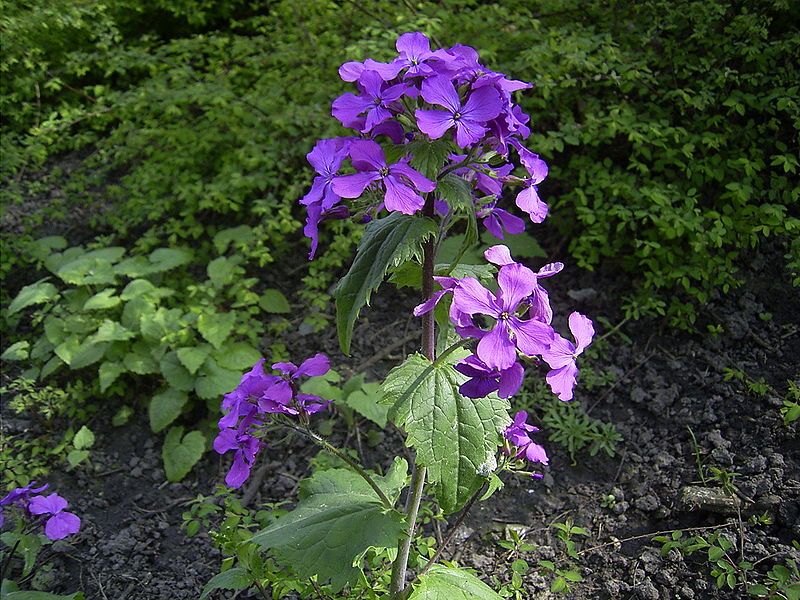 File:Lunaria annua flowers.jpg