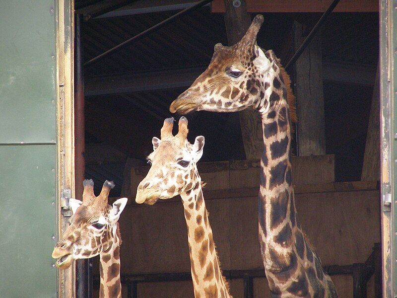 File:Marwell07-giraffe.jpg