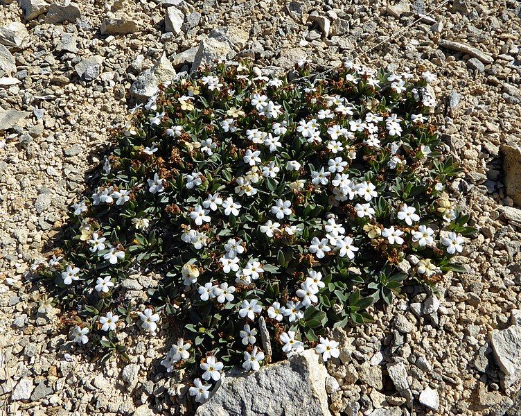 File:Myosotis colensoi.jpg