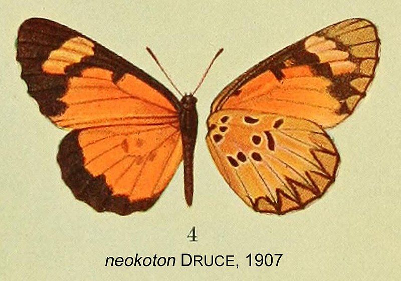 File:NeokotonDruce1907OD.jpg