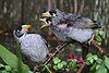 Noisy Miner chicks demanding to be fed