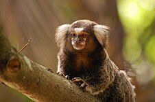 Common marmoset (Callithrix jacchus)