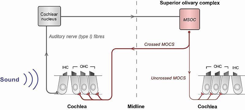 File:Olivocochlear reflex.jpg