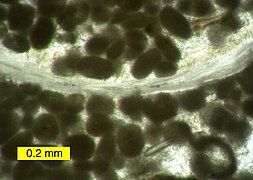 Carboniferous peloids