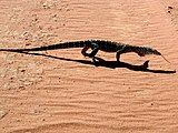 In Australia's Red Centre