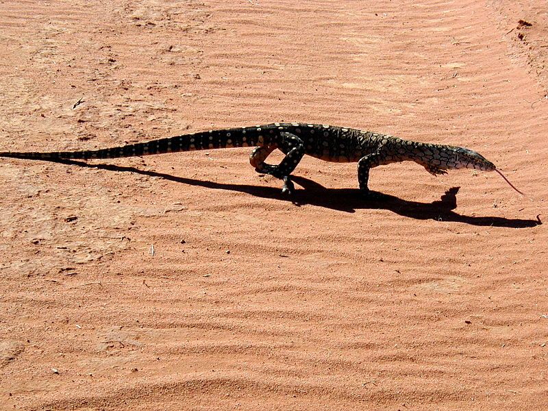 File:Perentie.jpg