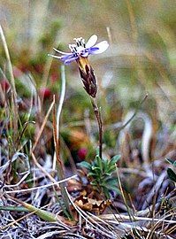 Perezia recurvata (Nassauvieae)