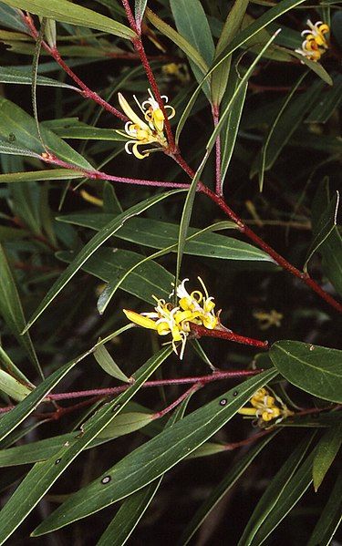 File:Persoonia silvatica.jpg