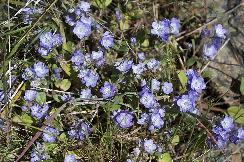 File:Phacelia divaricata.jpg