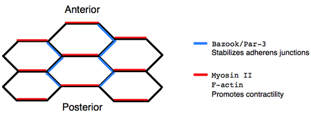 Planar Polarity.