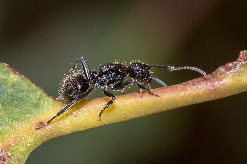 File:Polyrhachis hirsuta.jpg