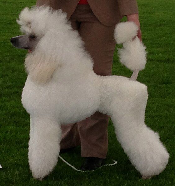 File:Poodle, cropped.JPG