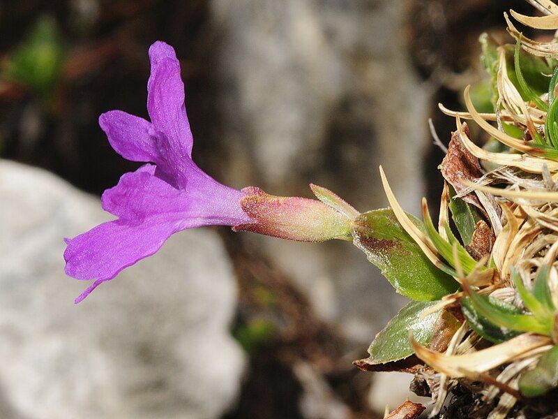 File:Primula clusiana (1).JPG