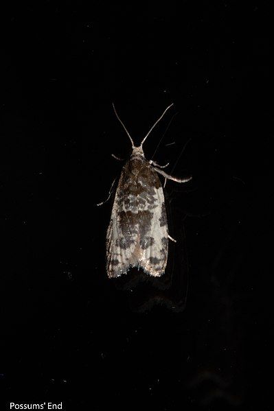 File:Prothelymna niphostrota 102562069.jpg