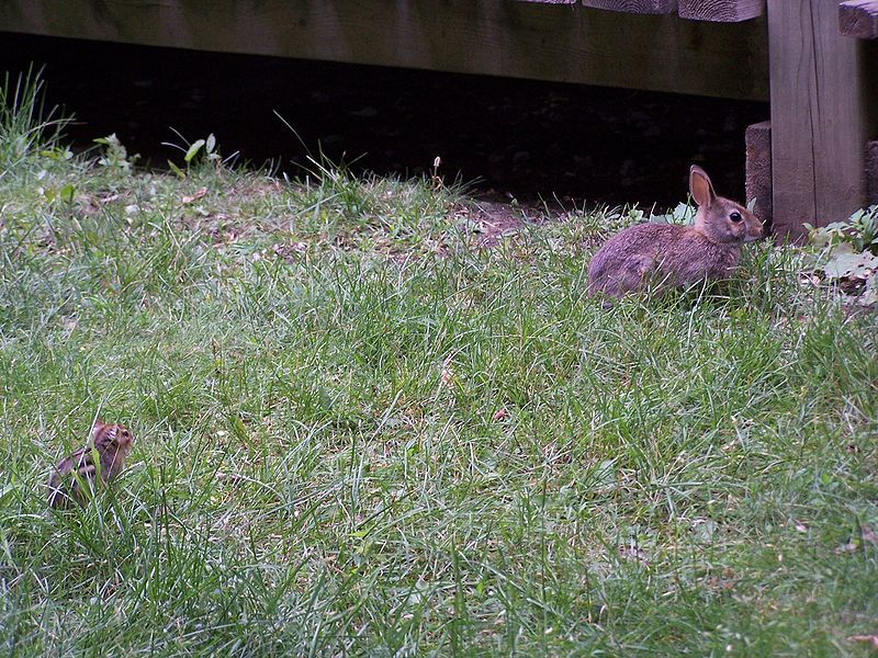 File:Rabbit-and-chip (Closeup).jpg