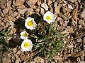 Ranunculus glacialis