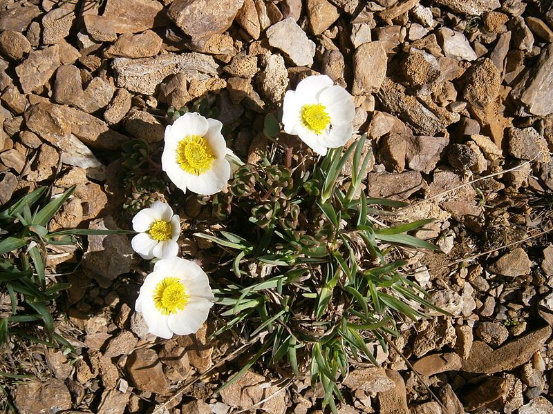 File:Ranunculus glacialis 001.jpg