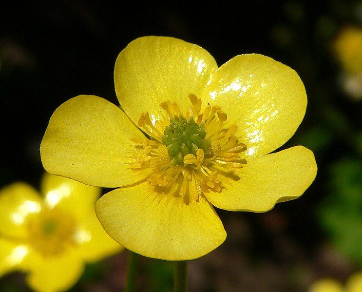 File:Ranunculus japonicus 8.jpg