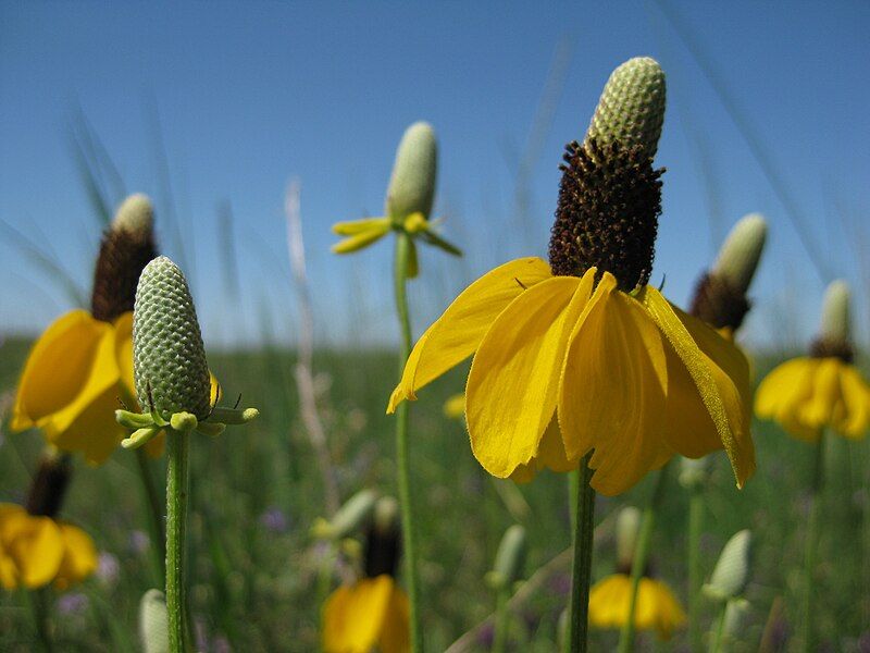 File:Ratibida columnifera.jpg