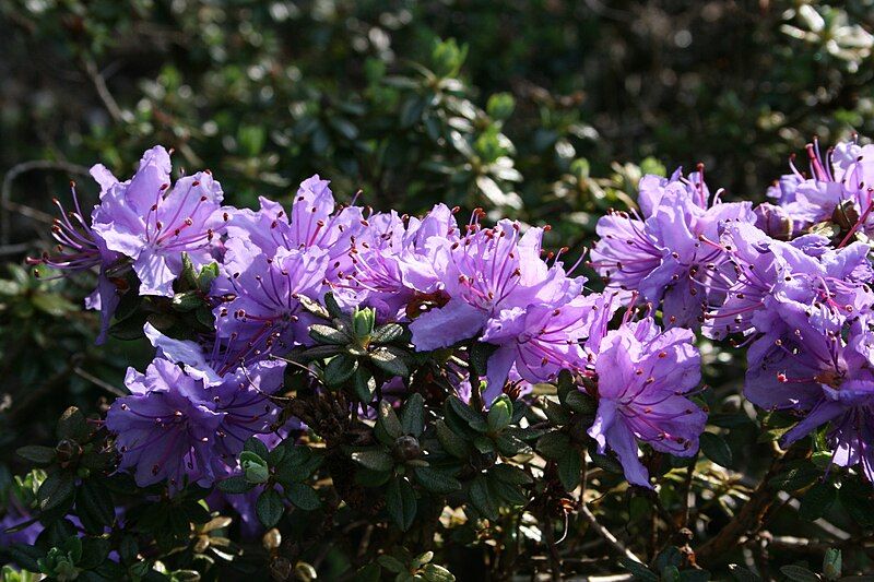 File:Rhododendron fastigiatum.JPG