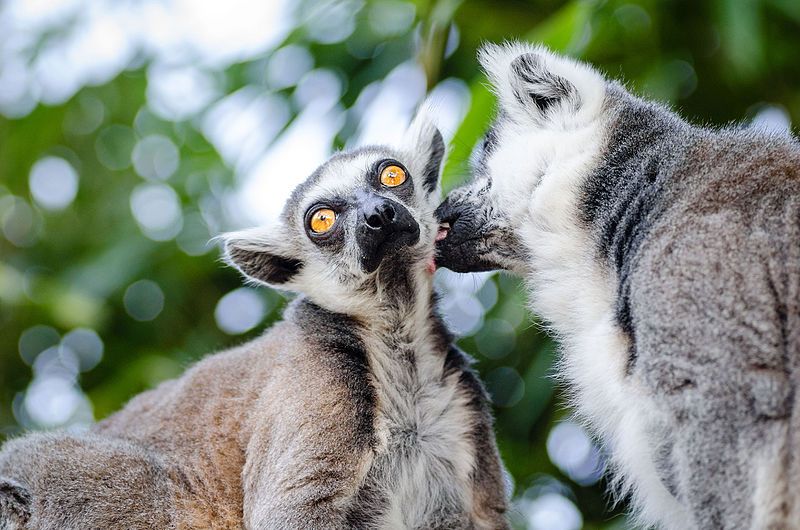 File:Ring-Tailed Lemurs (20867998378).jpg