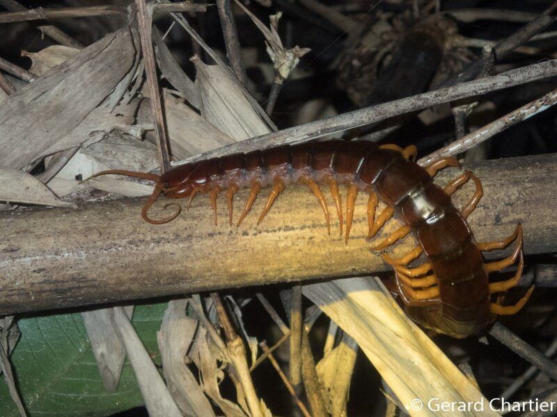 File:Scolopendra dehaani1.jpg