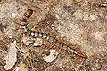 Image 33Scolopendra cingulata, a centipede (from Myriapoda)