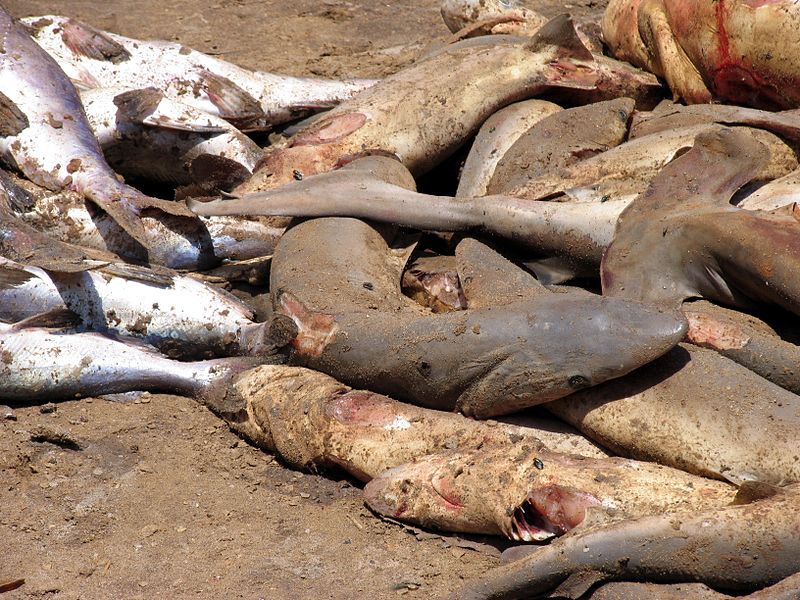 File:Shark finning.jpg