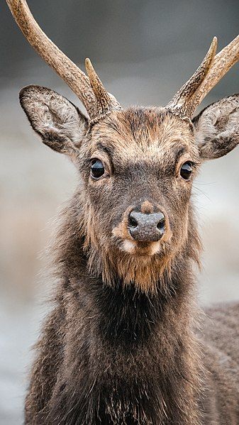 File:Sika deer.jpg