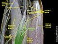 Adductor canal