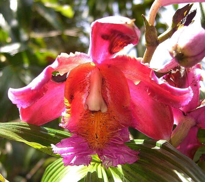 File:Sobralia dichotoma (1).jpg