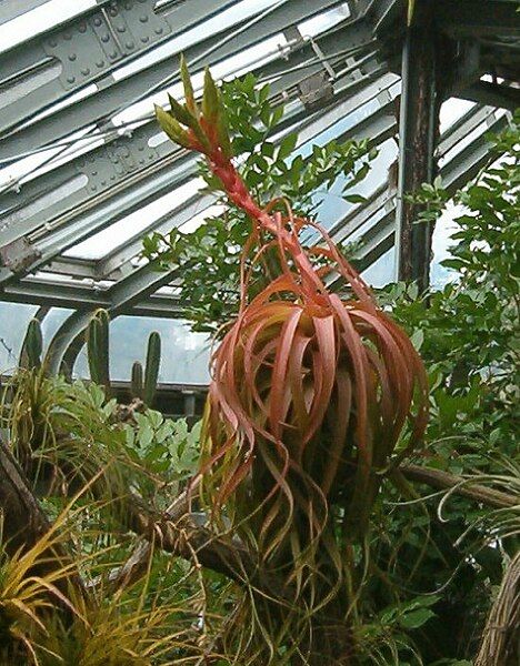 File:Tillandsia roland-gosselinii BotGardBln0712201C.jpg