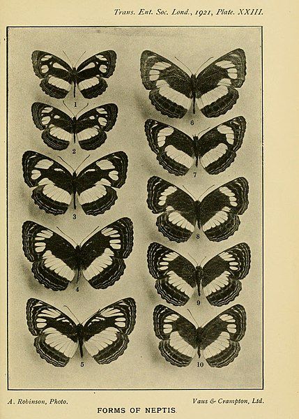 File:TransEntSocLond1921Plate23.jpg