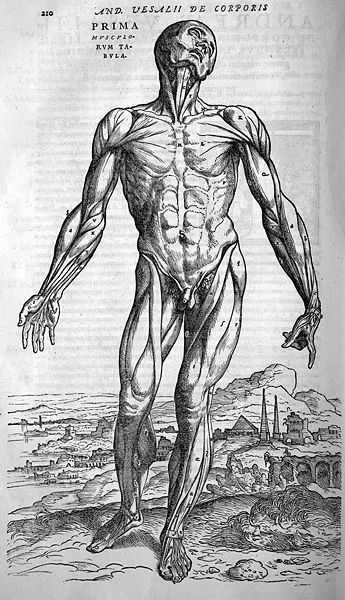 File:Vesalius muscles front.jpg