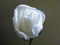 White Rose Bud